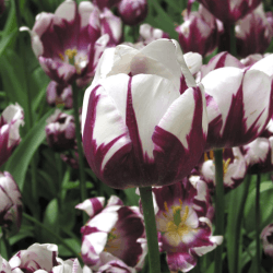 Tulip Flowers